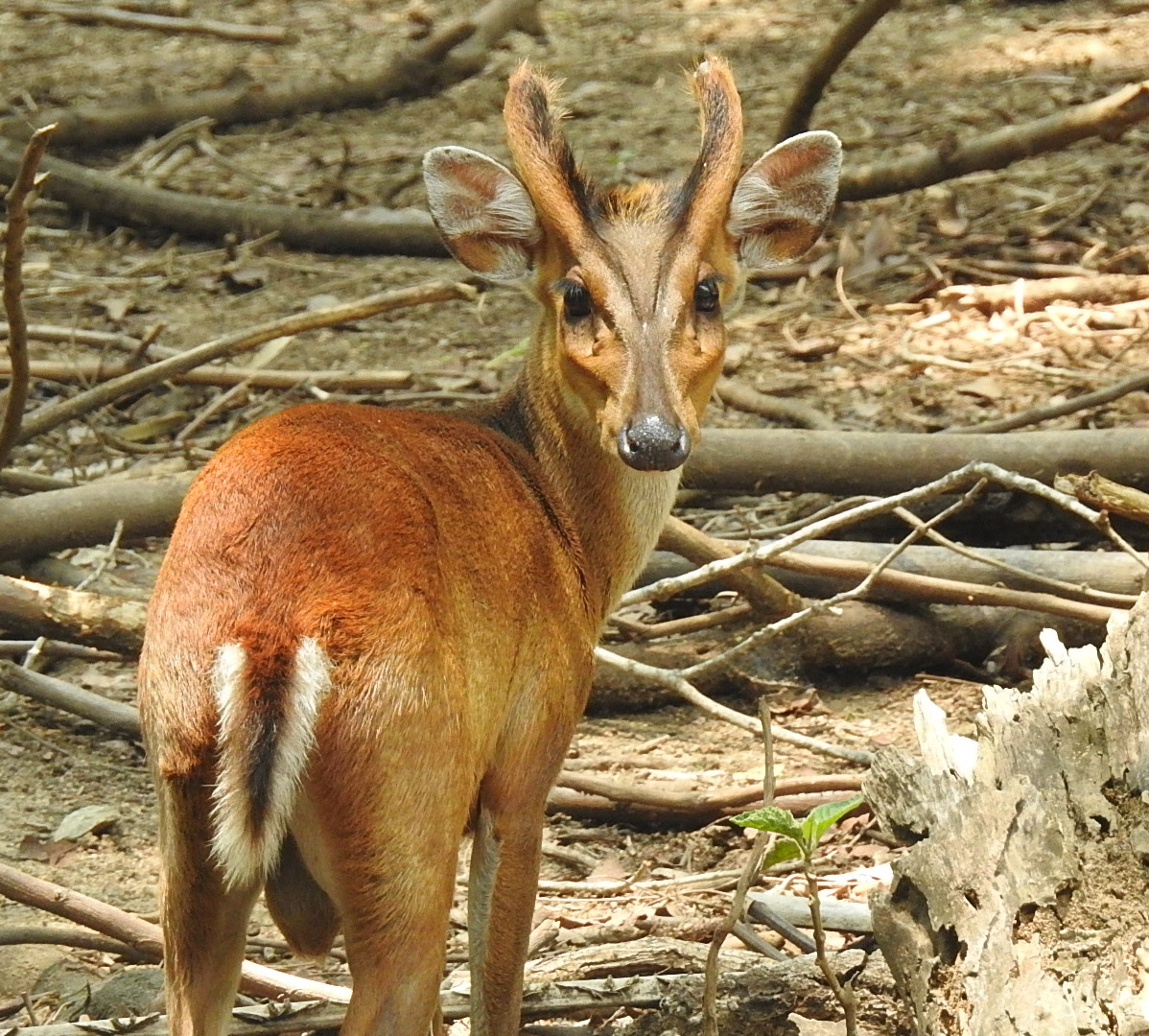 Indian Muntjac